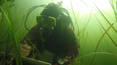 En dykare som gör anteckningar om växter under havsytan.