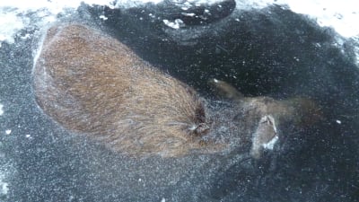 En död älg som ligger delvis under isen.