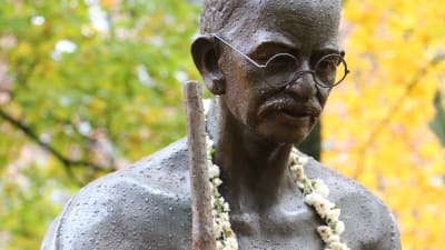 Statyn på Mahatma Gandhi, har en blomkrans runt halsen, regndroppar på statyn, träd med gula löv i bakgrunden.