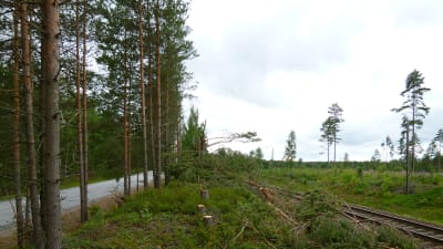 Avsågade tallar mellan Hangöbanan och gamla Ekenäsvägen i Karis.