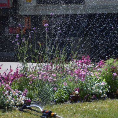 En bild på en vattenspridare som vattnar blommor. Den har flera strålar och bevattnar en rabatt med blommor i olika höjd.