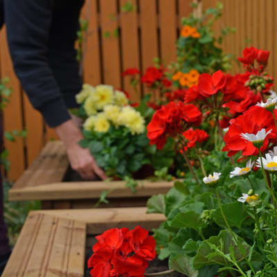 Färgglada blommor. I bakgrunden en person som planterar en blomma.