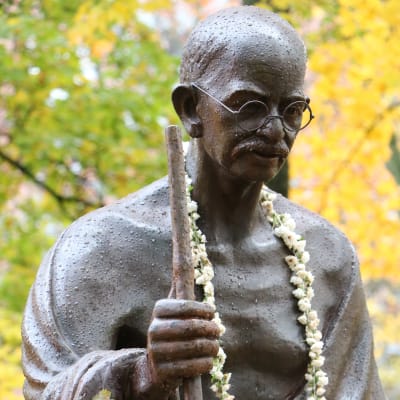 Statyn på Mahatma Gandhi, har en blomkrans runt halsen, regndroppar på statyn, träd med gula löv i bakgrunden.