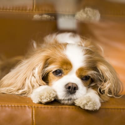Hunden Sukka, av rasen Cavalier king charles spaniel, ligger på en soffa.
