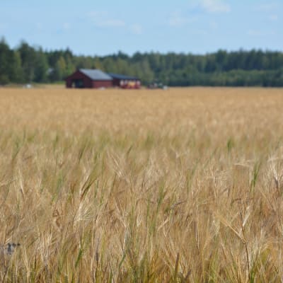 En åker med gul säd. I bakgrunden syns röda byggnader.