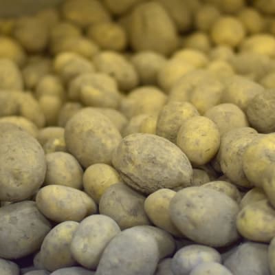 Potatis