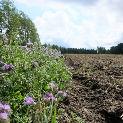 Kontrasten mellan en nyplöjd åker och en äng full med blommor.