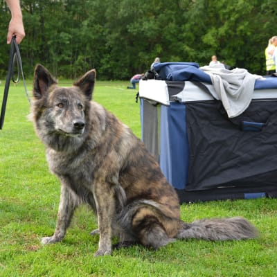 Den hollländska vallhunden Hollandroy Xtra Special sitter vid sin resebur.
