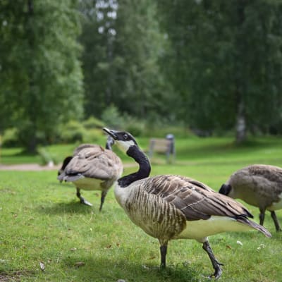 Hanhet ovat ulostaneet Sammonlahden rantaan ja leikkipuistoon