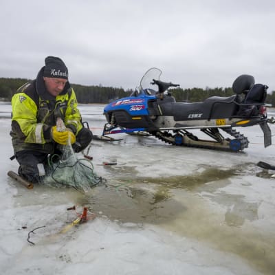 Mikael Lindholm irroittaa kaloja verkosta