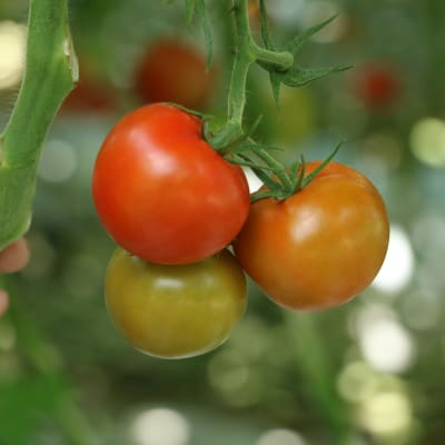 Tre tomater hänger i en tomatplanta.