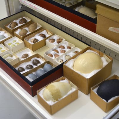 En låda med fågelägg på Naturhistoriska museet i Helsingfors. Innehåller ägg från bland annat struts, emu och kejsarpingvin. 