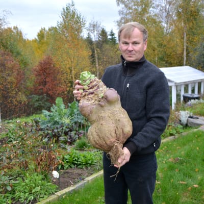 Mika Tiilikäinen odlade i år Finlands största kålrot på 16,46 kg.