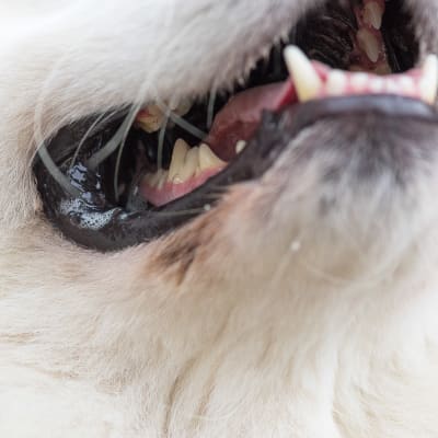 Närbild på hund som visar tänderna