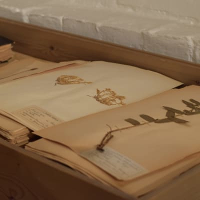 En bok med pressade växter, ett herbarium. Bladen i boken har gulnat pga ålder. Finns uppslagen i Hangö museum.