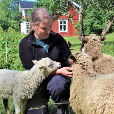 Emmi Nurmi har får på Bovik gård i Snappertuna, Ekenäs.