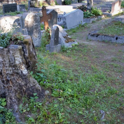 Stor stubbe framför gammal grav som inte längre sköts om.