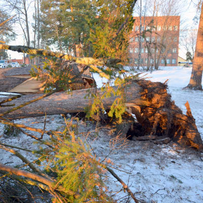 Träd som fällts av stormen.