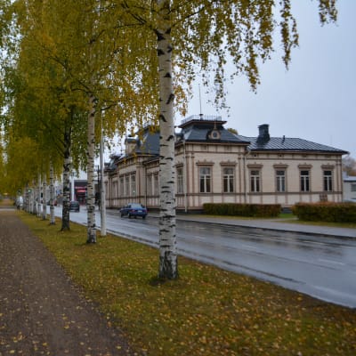 Iisalmen keskustan koivukuja.