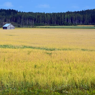 rypsfält i lappträsk.