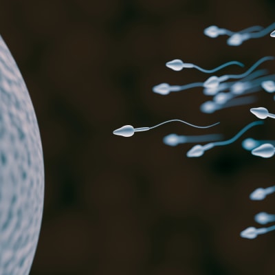 En 3D-visionsbild med mörk bakgrund av spermier som simmar mot en äggcell.