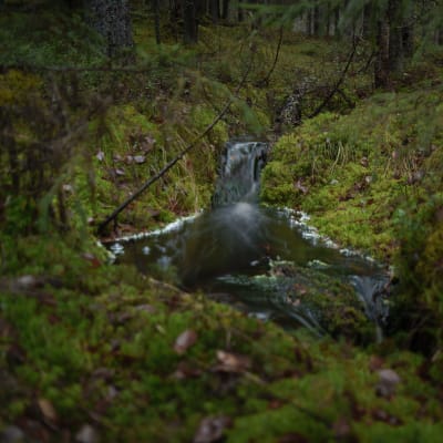 Puro virtaa vaaran metsäisten rinteiden halki.