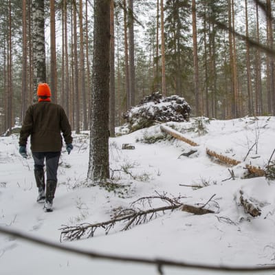 En man i orange mössa går och tittar sig omkring i en snötäckt skog. Intill honom har en tall fallit omkull.