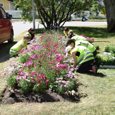 En bild på parkarbetare i reflexvästar som planterar blommor i en park. blommorna finns i en rabatt och blommorna är rosa och av olika höjd. Bredvid parken finns en gata och där står en röd paketbil.