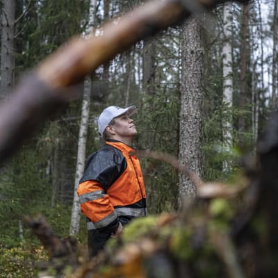 Metsänomistaja Pekka Manninen taivastelee Paatsamakorven suojelumetsää.