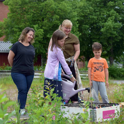 Fyra personer som vattnar blommor.