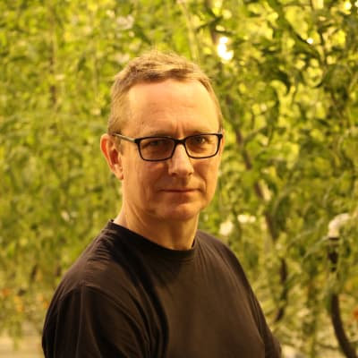 En man med glasögon och kort ljust hår står intill tomatplantor i ett växthus.