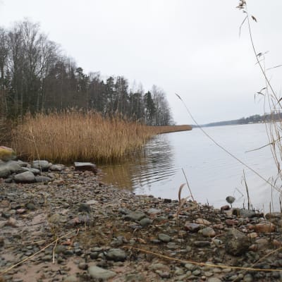 En strand med stenar och vass där en småbåtshamn ska byggas i Gammelboda.