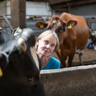 Rokkilan maatilan maatalousyrittäjä Annamari Torttila rapsuttaa Olga-lehmää.