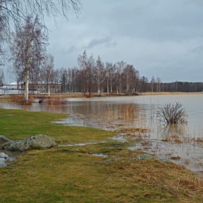 Stranden vid gräsmattan vid Skeppsbron i Lovisa. Gräsmattan är grön och vattnet är högre än vanligt.