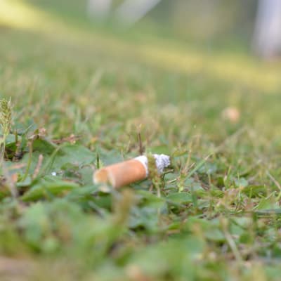 en cigarettfimp liggande på gräsmatta