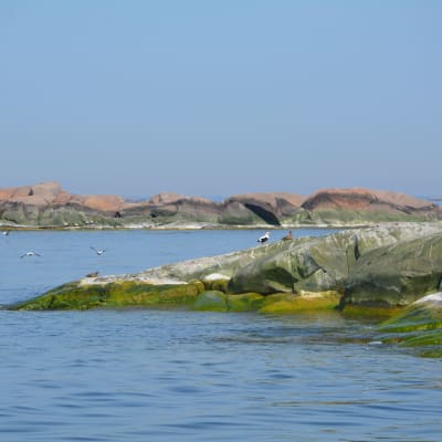 Ejdrar sitter på en klippa ute på havet. 
