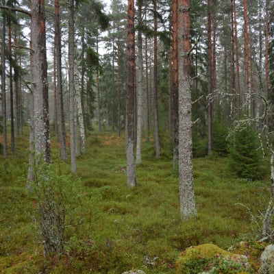 Barrskog. 