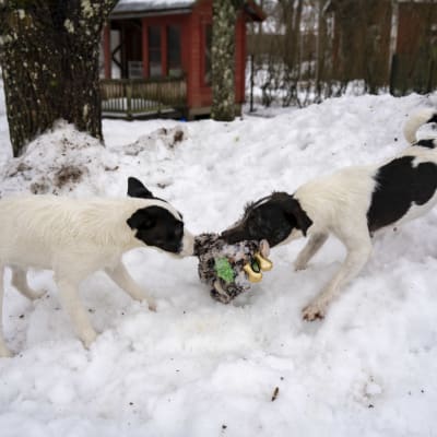 Två hundar står på en snöhög som drar i en leksak åt varsitt håll. 