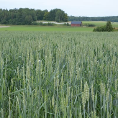 Vetefält i Västankvarn