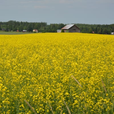Sädesfält