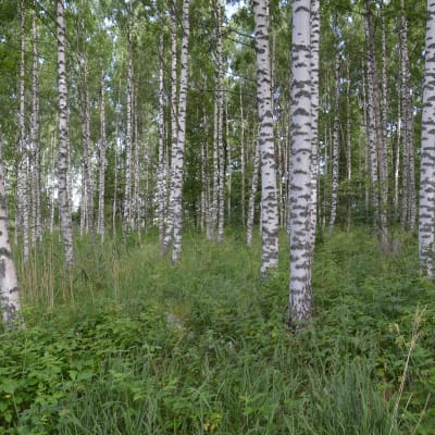 Gåsör