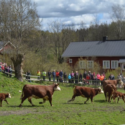 Kor i galopp.