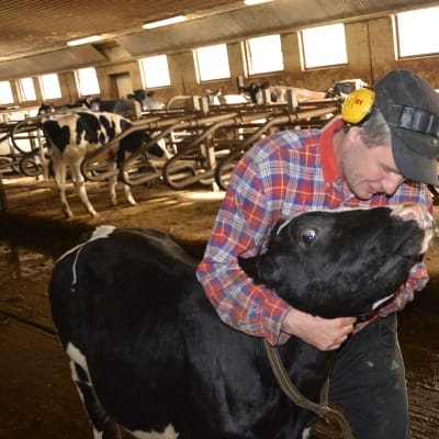 Kalven Maija är nu sju månader och ska om ett och ett halvt år ge mjölk åt sin ägare Johan Wasström.