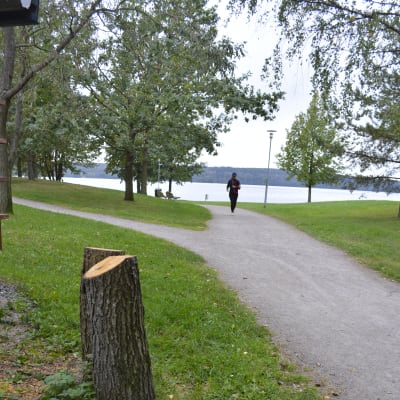 Puistossa tuhotut puut kaadettiin