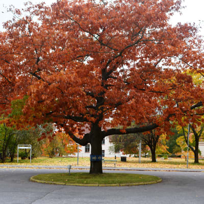 Träd med höstfärgade röda blad på Forsby sjukhusområde.