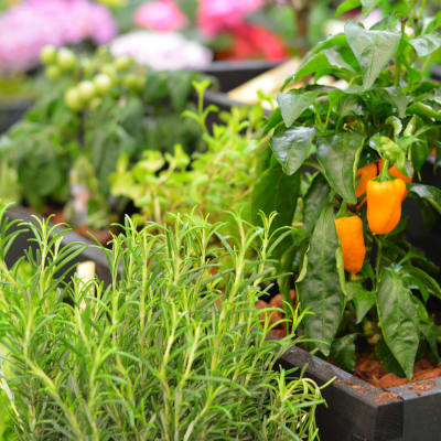 Orange liten paprika växer i en odlingslåda.