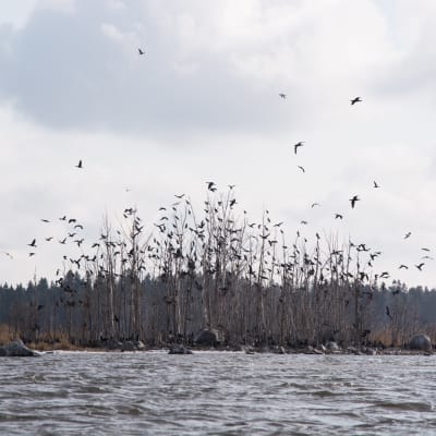Juckasgrynnan i Vasa skärgård, en liten holme med flera hundra skarvbon. På bilden flyger ett antal fåglar.