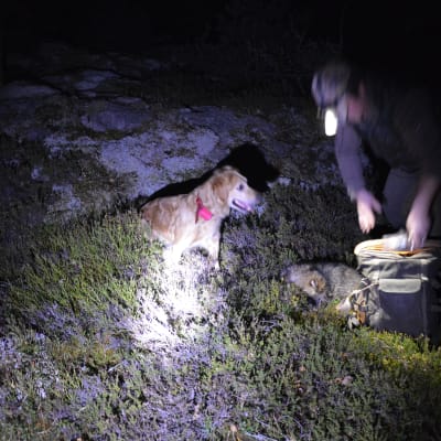 Hund och jägare bredvid död mårdhund.