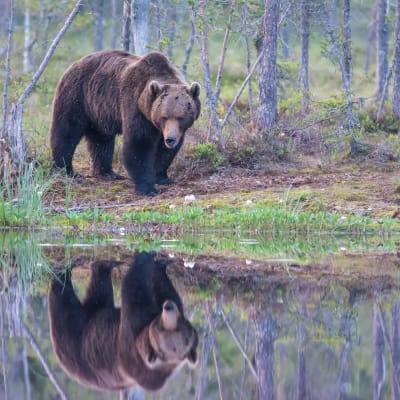 En brunbjörn står vid en skogstjärn och i tjärnen syns en spegelbild av björnen.