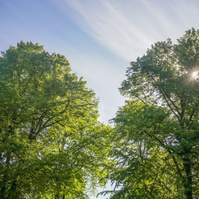 Esplanadparken under en sommardag.'